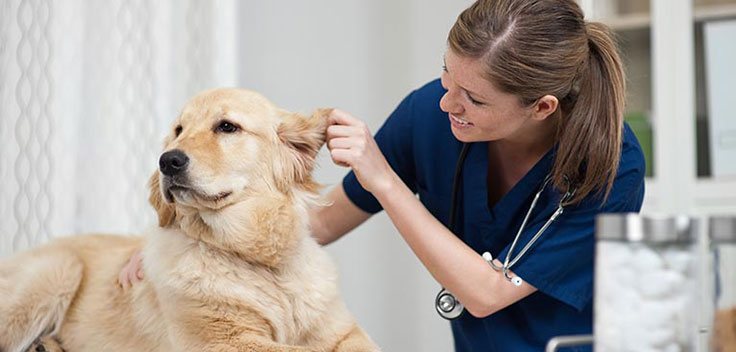 female veterinarian checking dogs ear.